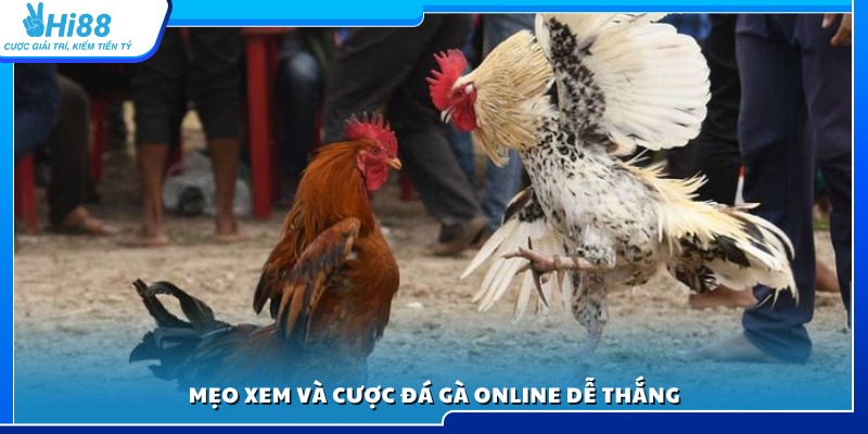 Kinh nghiệm xem live và chọn kèo đá gà dễ trúng lớn